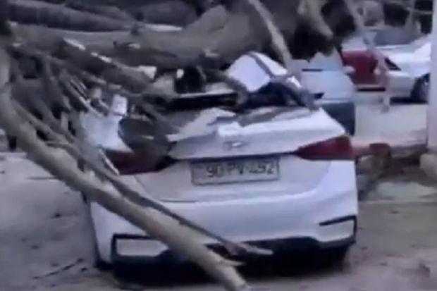 Bakıda güclü külək ağacı avtomobillərin üzərinə aşırdı