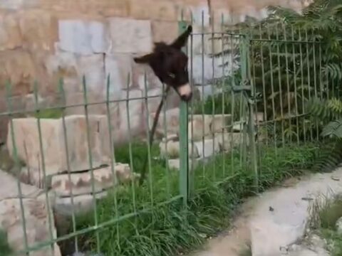 “Yəhudi ulağın başını kəsərək müsəlman qəbiristanlığının hasarından asıb…”