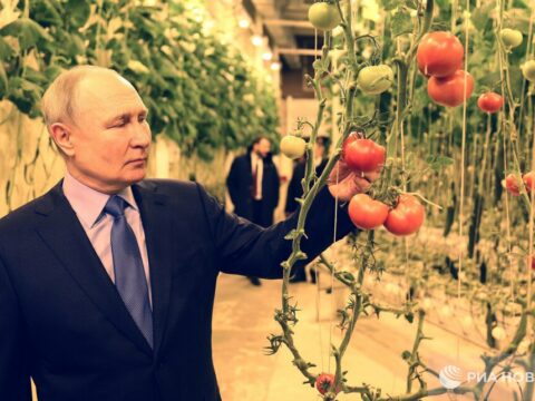 -30° şaxtada Putin və pomidorlar