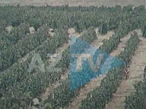 İllər əvvəl Azərbaycanda üzümçülük: AzTV-nin arxivindən görüntülər – VİDEO