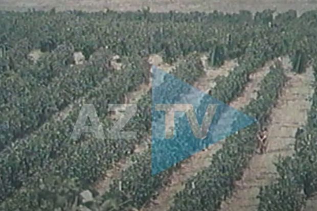 İllər əvvəl Azərbaycanda üzümçülük: AzTV-nin arxivindən görüntülər – VİDEO