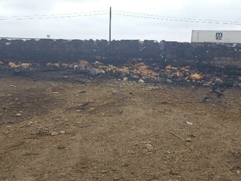 230 baş heyvan tələf oldu