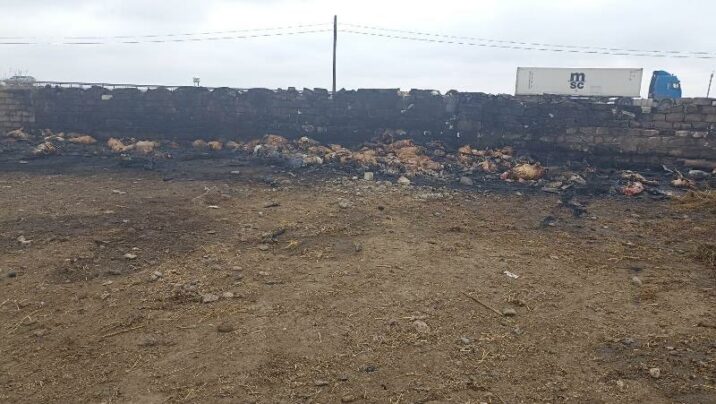 230 baş heyvan tələf oldu