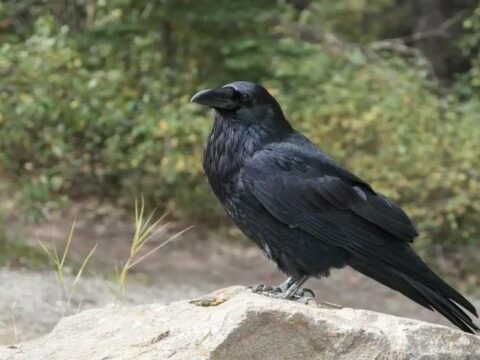 26 ildir restoranda yemək yeyən qarğa insan kimi danışır