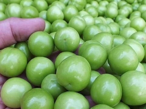 Alçanın qiyməti kəskin ucuzlaşdı