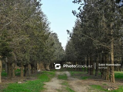 Bakıda 40 il əvvəl salınan park xarabaya çevrilib: Meşəlik itlərin oylağıdır