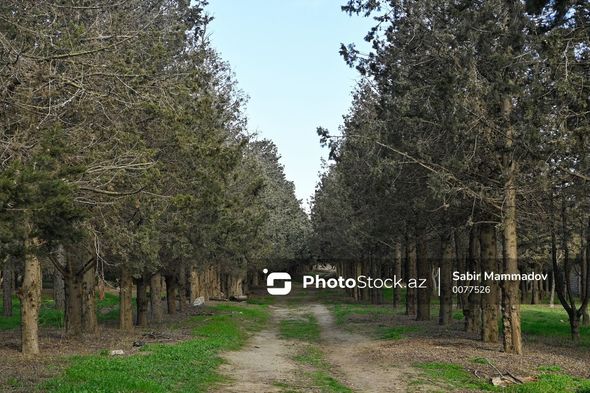 Bakıda 40 il əvvəl salınan park xarabaya çevrilib: Meşəlik itlərin oylağıdır
