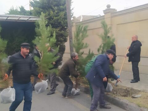 Bərdədə yeni yaşıllıq zolaqları salınır