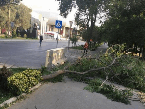 İsmayıllıda güclü külək irigövdəli ağacları aşırdı – Foto