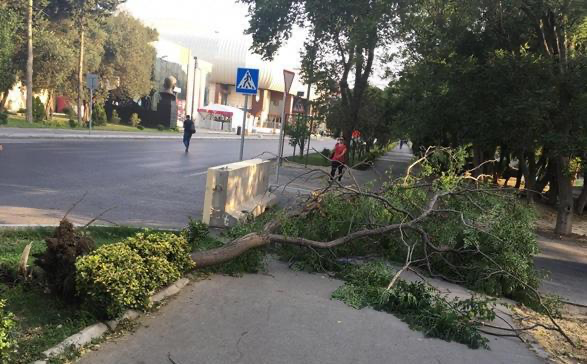 İsmayıllıda güclü külək irigövdəli ağacları aşırdı – Foto