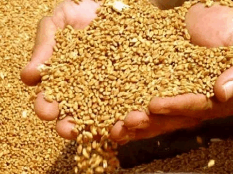 Buğdanın tədarük qiyməti ilə bağlı – Sərəncam