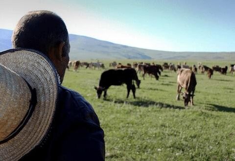 Salyanda çoban 85 baş qoyunla birlikdə itkin düşdü – Yenilənib