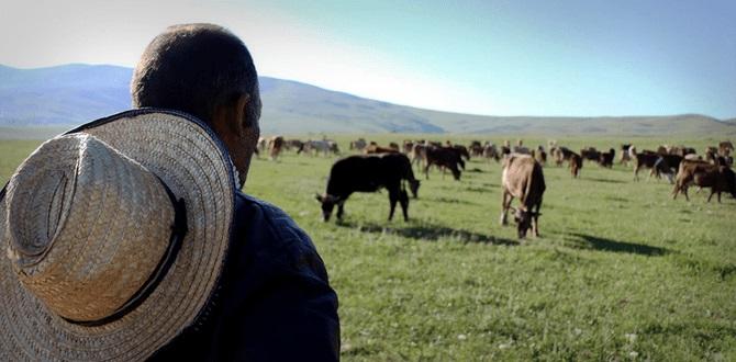 Salyanda çoban 85 baş qoyunla birlikdə itkin düşdü – Yenilənib