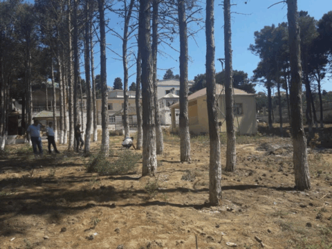 Bakı, Sumqayıt və Abşeronda ağaclar kəsildi: Dəyən zərər…