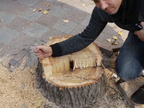 “Ağ şəhər”də ağac kəsildi, cinayət işi açıldı