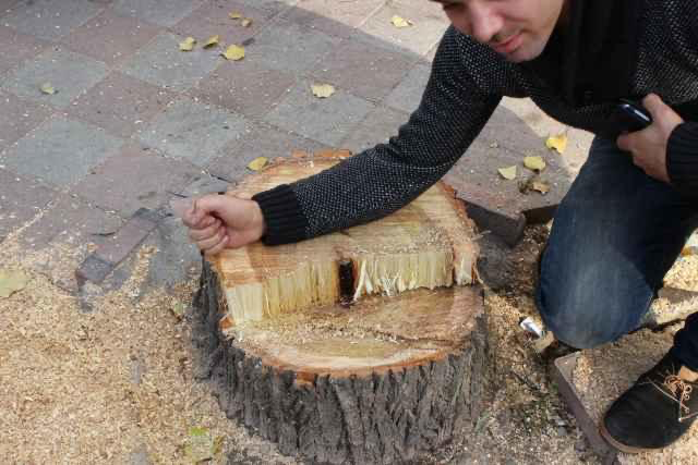 “Ağ şəhər”də ağac kəsildi, cinayət işi açıldı