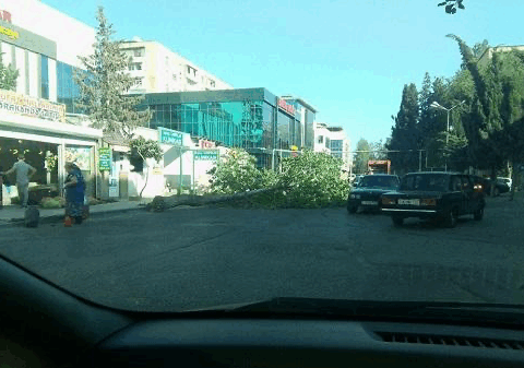 Güclü külək Bakıda ağacları aşırdı