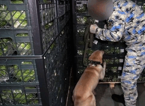 Kahı yükünün arasından 97 kq marixuana çıxdı – Foto