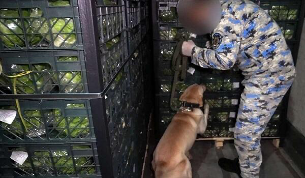 Kahı yükünün arasından 97 kq marixuana çıxdı – Foto