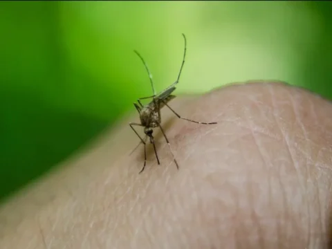 Çində təhlükəli virus yayıldı: Bir aya minlərlə insan yoluxub