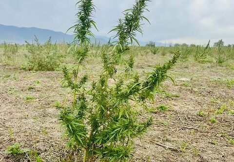 Oğuzda keçmiş məhkum narkotik satışına görə saxlanıldı