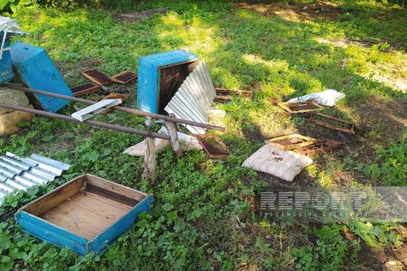 Göygöldə ayılar kəndlərə hücum edib: “İdarə deyir ki, kənd sakinləri keşik çəksinlər”