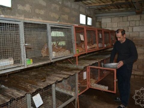 Dovşan ili dovşançılıq təsərrüfatları üçün nə ilə yadda qaldı?