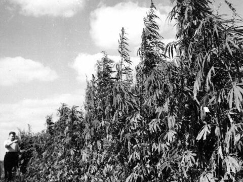 Qırmızı ölkənin “ağ ölüm” faktları – sovet liderlərinin gizlətdiyi STATİSTİKA