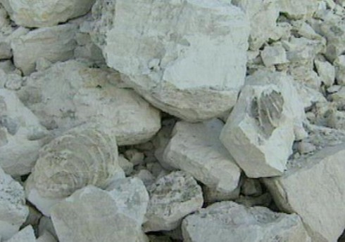 Avstriyadan Azərbaycana əhəng tədarükü bərpa edilib